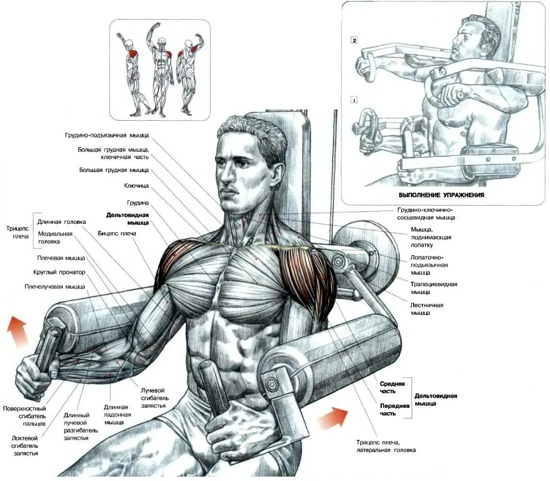Дельты мышцы упражнения. Упражнения на дельтовидные мышцы. Подъемы рук в стороны на тренажере. Бодибилдинг упражнения на плечи. Упражнения на развитие грудных мышц