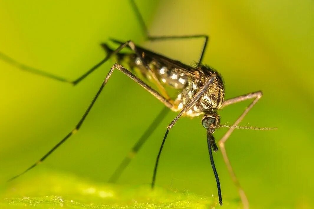 Шершень и пчела. Комар денге. Оса yellow jacket и оса. Тигровый комар aedes albopictus. Кровососущие комары.