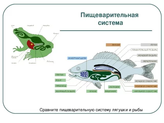 Строение пищеварительной системы земноводных. Пищеварительная система земноводных схема. Схема строения пищеварительной системы лягушки. Пищеварительная система рыб и земноводных. Земноводные пищеварительная система таблица