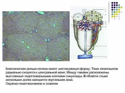 Печень имеет форму