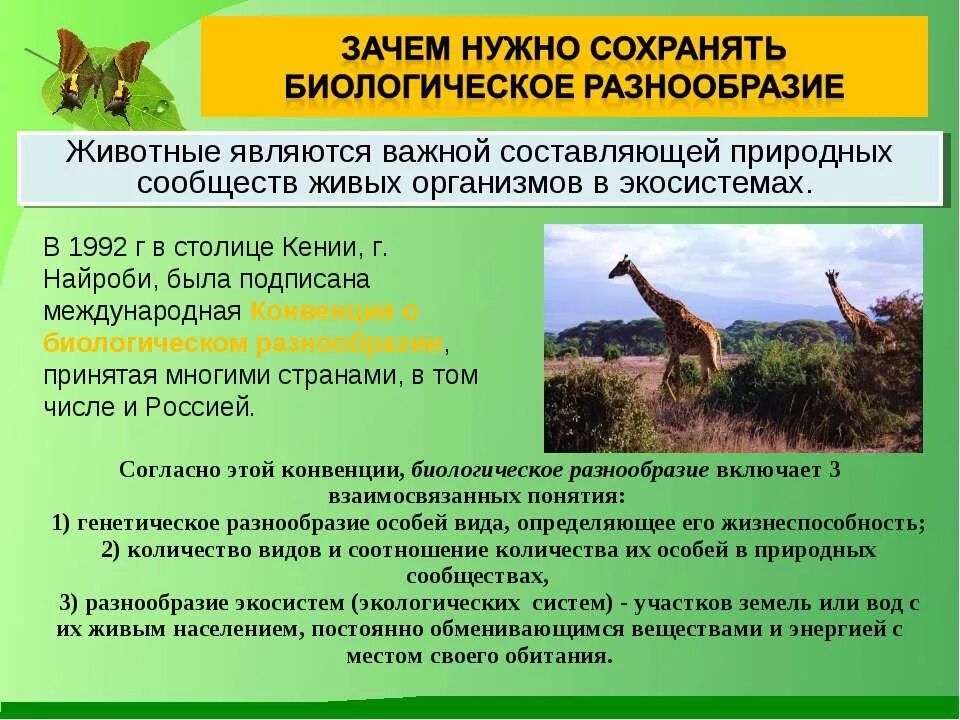 Почему важно сохранять виды в природе. Биологическое разнообразие. сохранение биологического разнообразия. принцип сохранения биологического разнообразия. виды биоразнообразия.