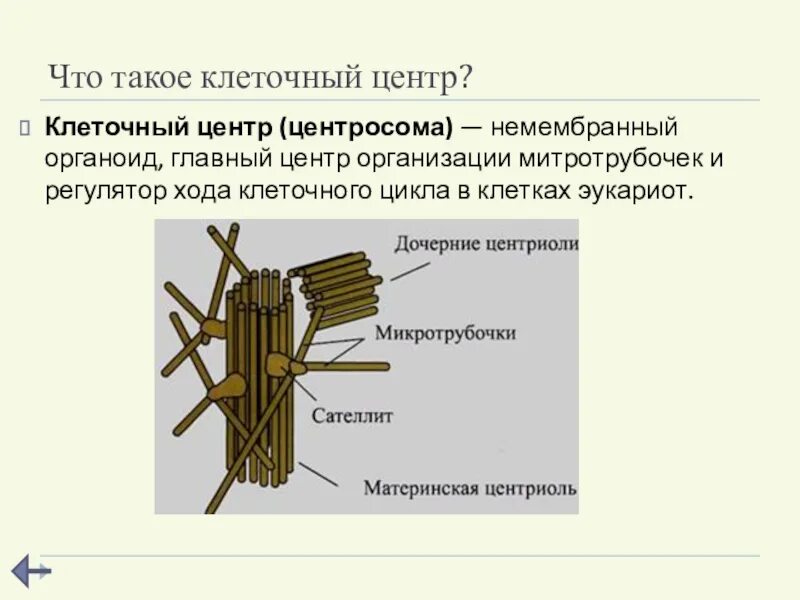 Ход на клетку. Клеточный центр центросома строение. Центросома (клеточный центр) гистология. Центросома (клеточный центр, цитоцентр)?. Строение клетки центросома.