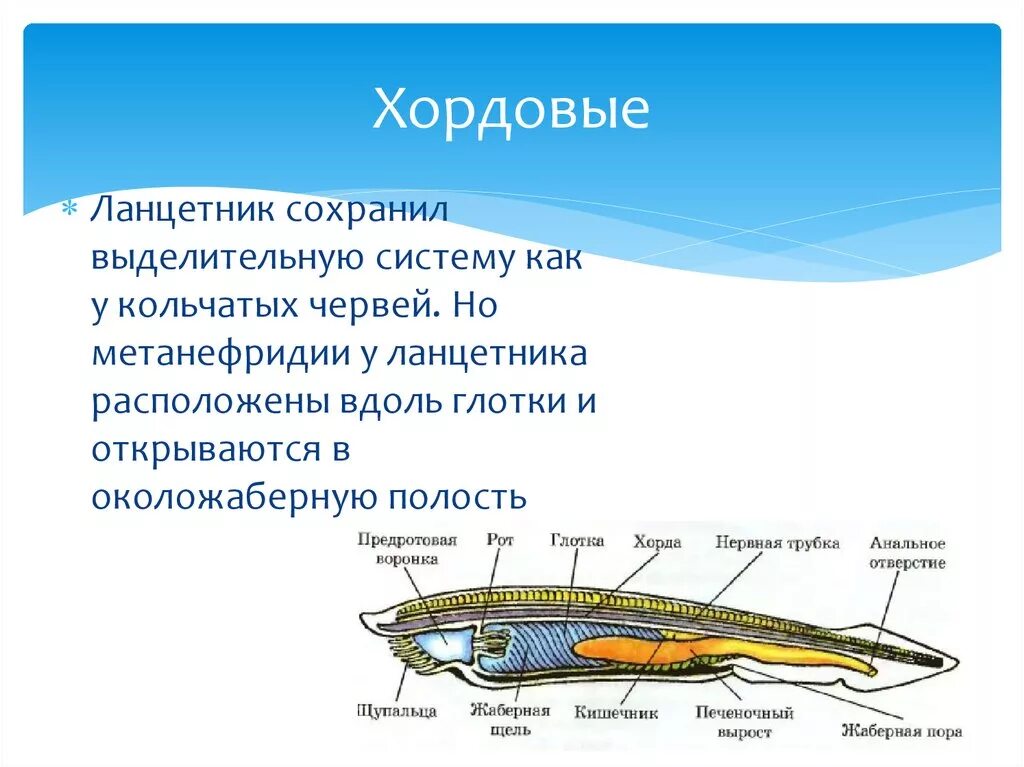 Выделительная система всех хордовых. Общая схема строения ланцетника. Выделительная система ланцетника 7 класс. Тип Хордовые выделительная система. Класс рыбы ланцетники