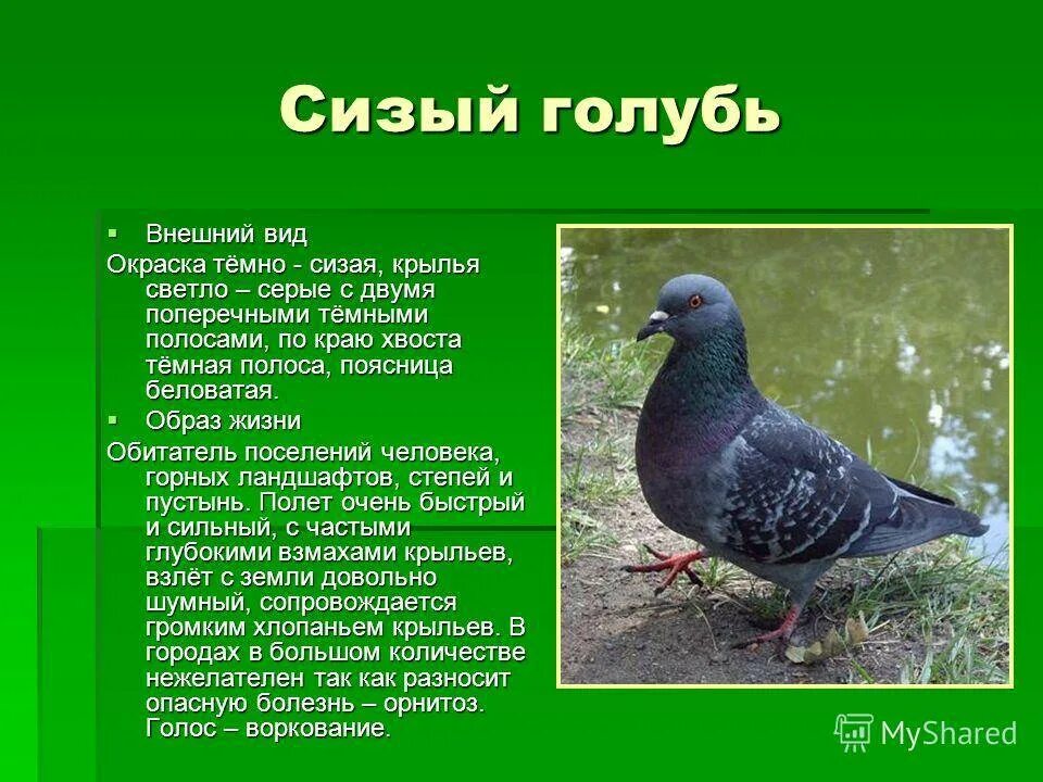 Голубка содержание