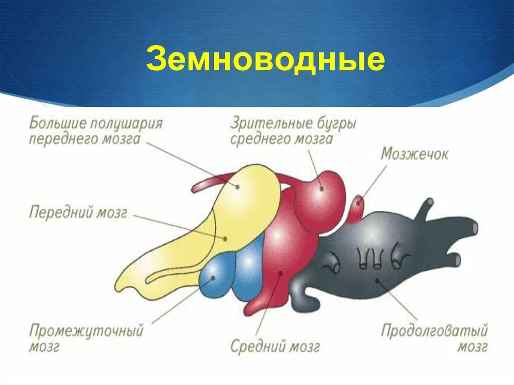 Функции отделов головного мозга лягушки. Схема строения головного мозга земноводных. Отделы головного мозга земноводного. Строение мозга земноводных. Функции отделов мозга лягушки.