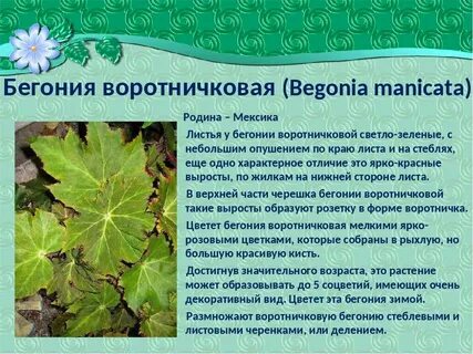 Бегония характеристика