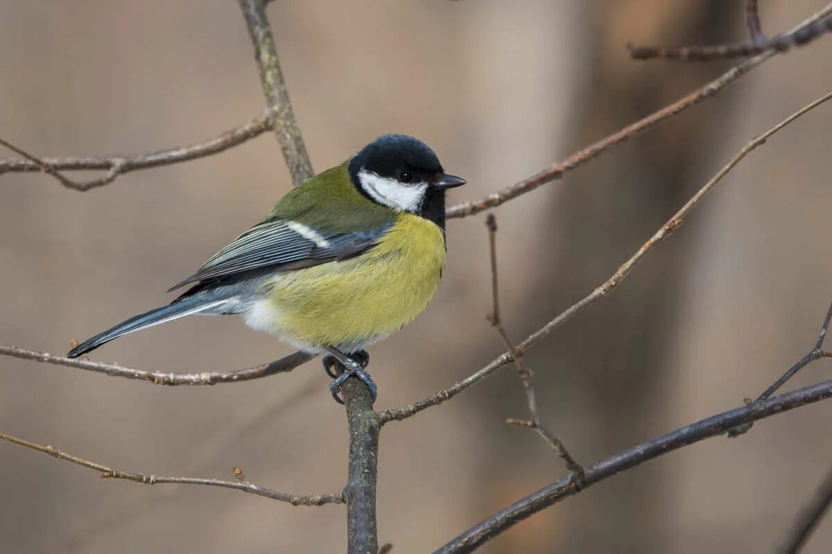синица меланист. европейская белая лазоревка в оренбургской области. московка, большая синица, лазоревка. синица пуховка. обыкновенная лазоревка зимой.