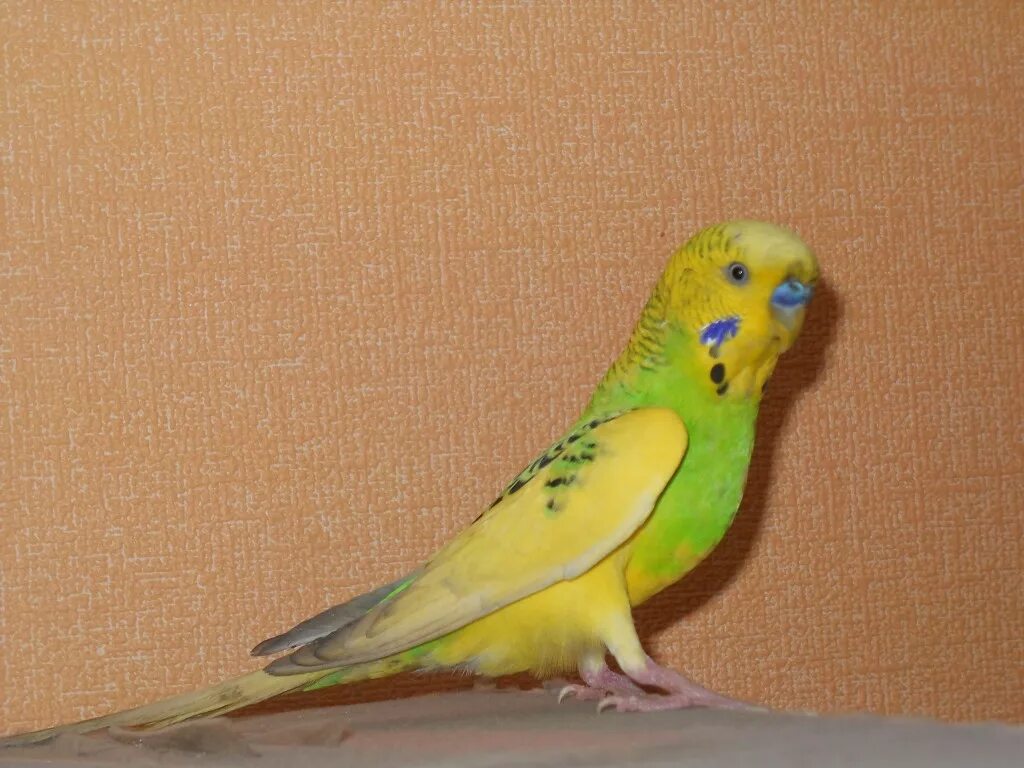 волнистый желтый с зеленым. кремино волнистый попугай. волнистый попугайчик желтый. волнистый попугай лютино. волнистый попугай лютино.