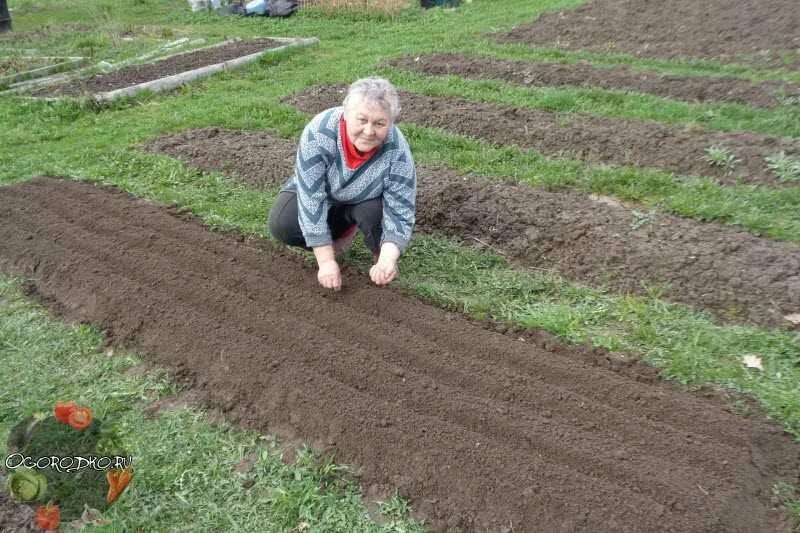 Посадка огорода весной. Борозда на грядке. Морковь в огороде. Бороздки в огороде. Когда можно сеять морковь в открытый