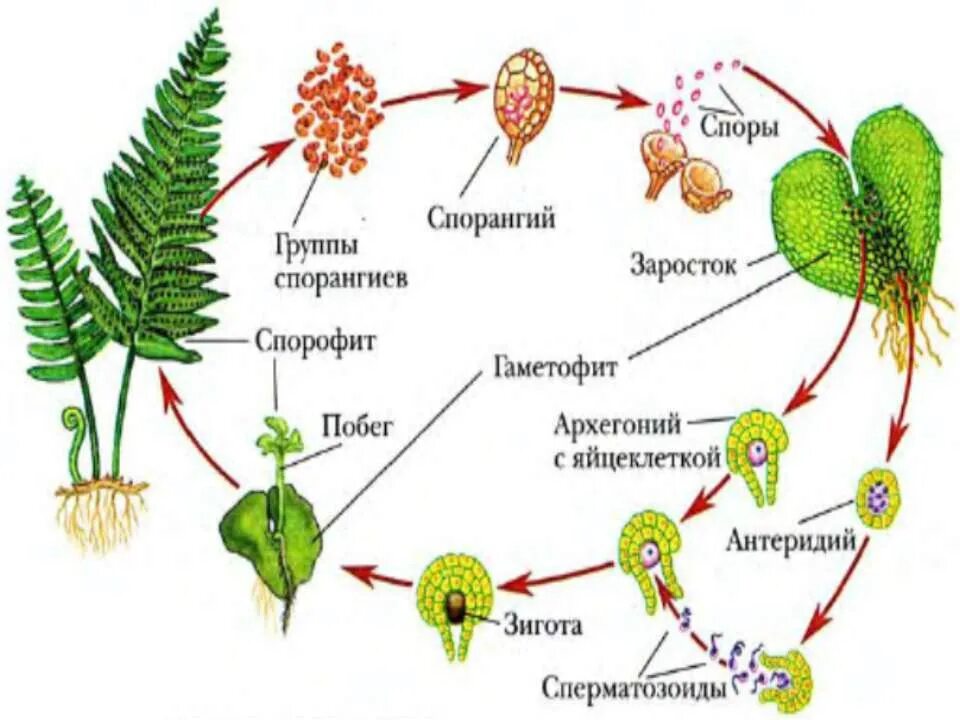 На рисунке спорофит папоротника обозначен цифрой. Спорофит хвоща. спорофит паразитирует на гаметофите. спорофит щитовника мужского. спорофит рисунок.