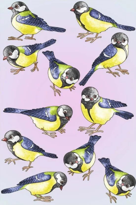 Различия птиц. Синица для детей. Синичка для дошкольников. Пять птичек. Карточки птиц синица для детей.