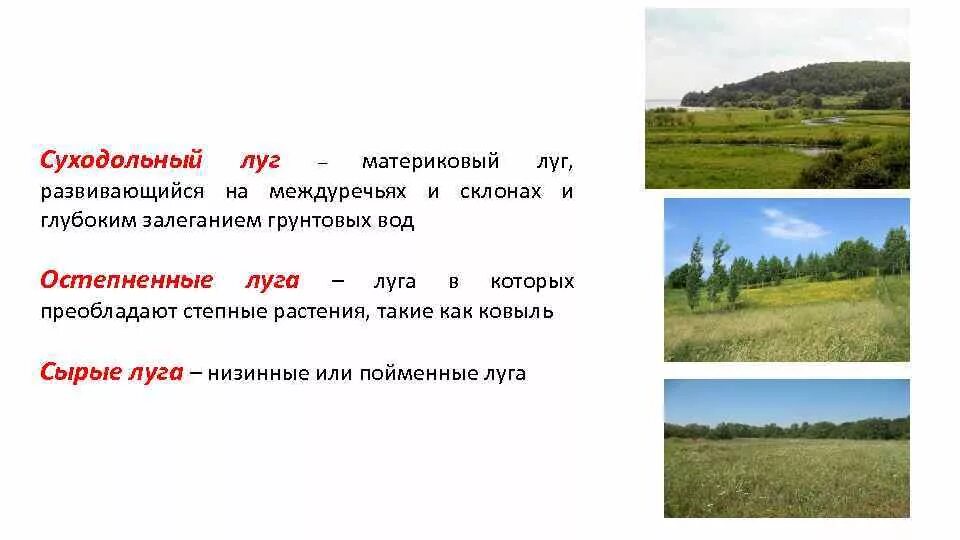 Характеристика лугу