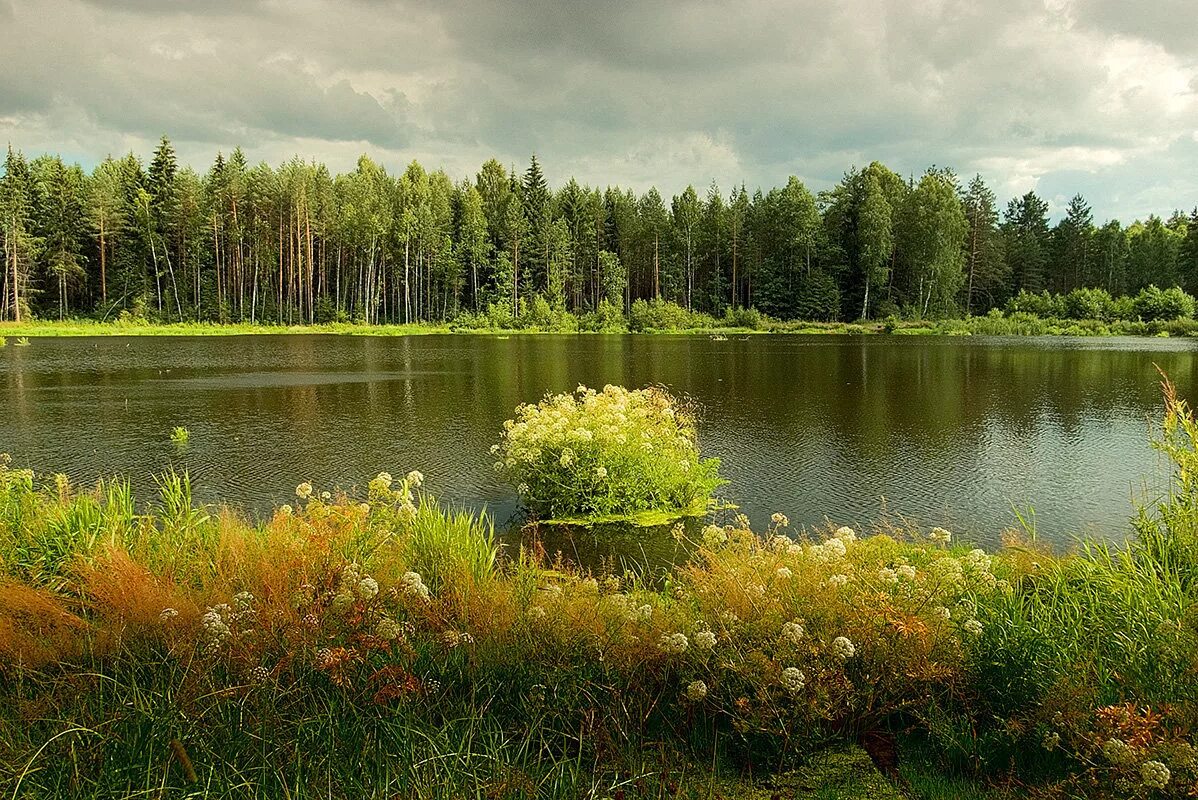 Сосновый Бор Мещеры. Лесное озеро Калужская область. Лесные озера Калужская. Лесные озера Барковщина.