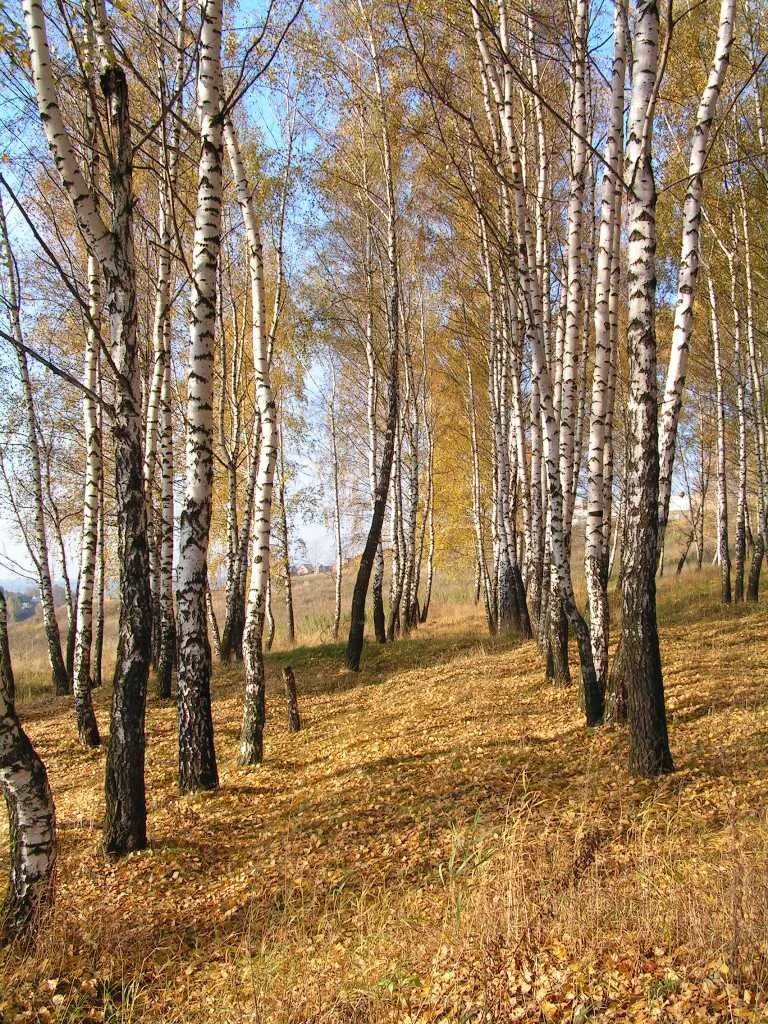 Берёзовая роща-2 (2022). Березовая роща для презентации. Березовая роща 2 с 4. Березовая роща 2 с 4. Березовая роща 2 с 4.