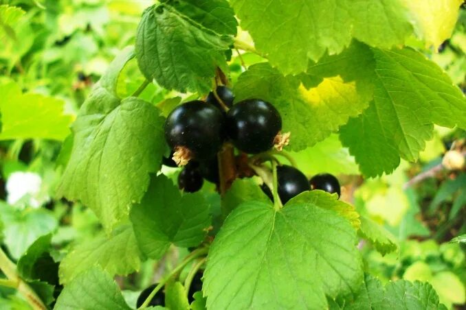 Красная и черная смородина. Смородина селеченская куст. Сбор смородины. Черная смородина в ведре. Смородина чёрная.