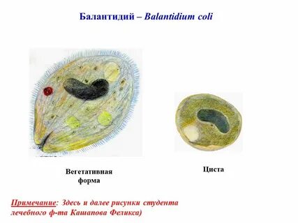Вегетативная форма простейших