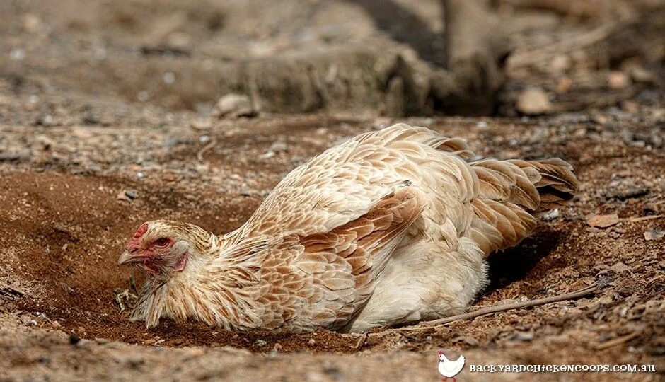 Chicken dust
