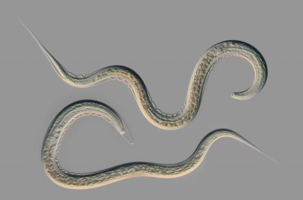 Нова гельминт. Черви-паразиты нематоды. Кошачьи глисты анкилостома. Круглые черви геогельминты. Нова гельминт.