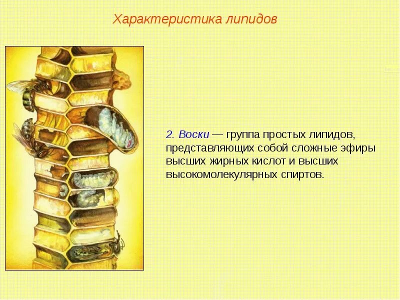 Примеры восков липидов. Жиры местонахождение. Свойства омыляемых липидов. Примеры восков липидов. Примеры восков липидов.