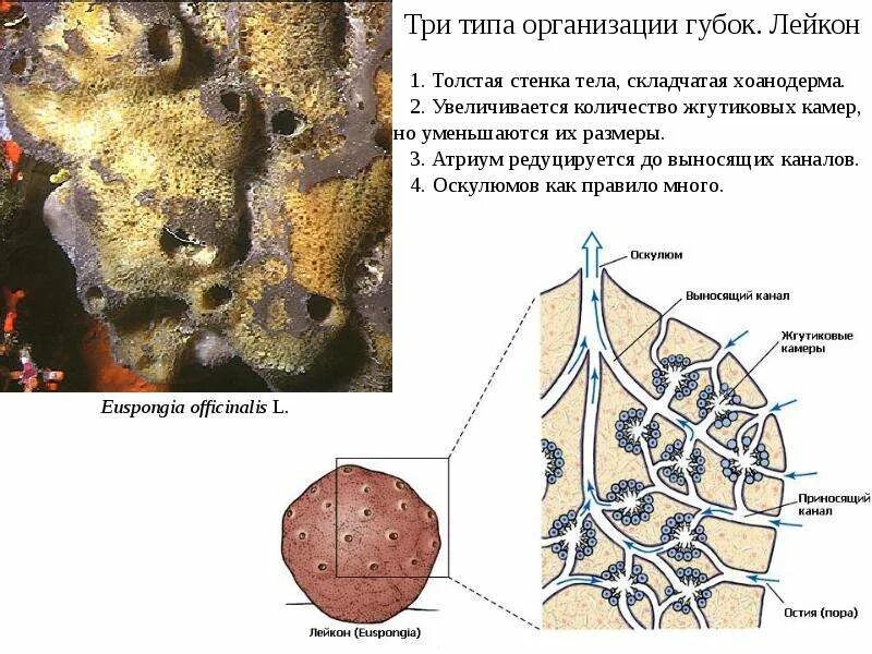 Тип губки размеры. Строение губки. типы организации губок. лейкон губки. тип губки аскон.