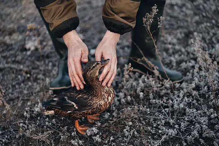 Обилие очень большое количество обилие дичи. Водоплавающие в московской области. Гусь на столе. Весенняя охота на селезня. Дичь блюдо.