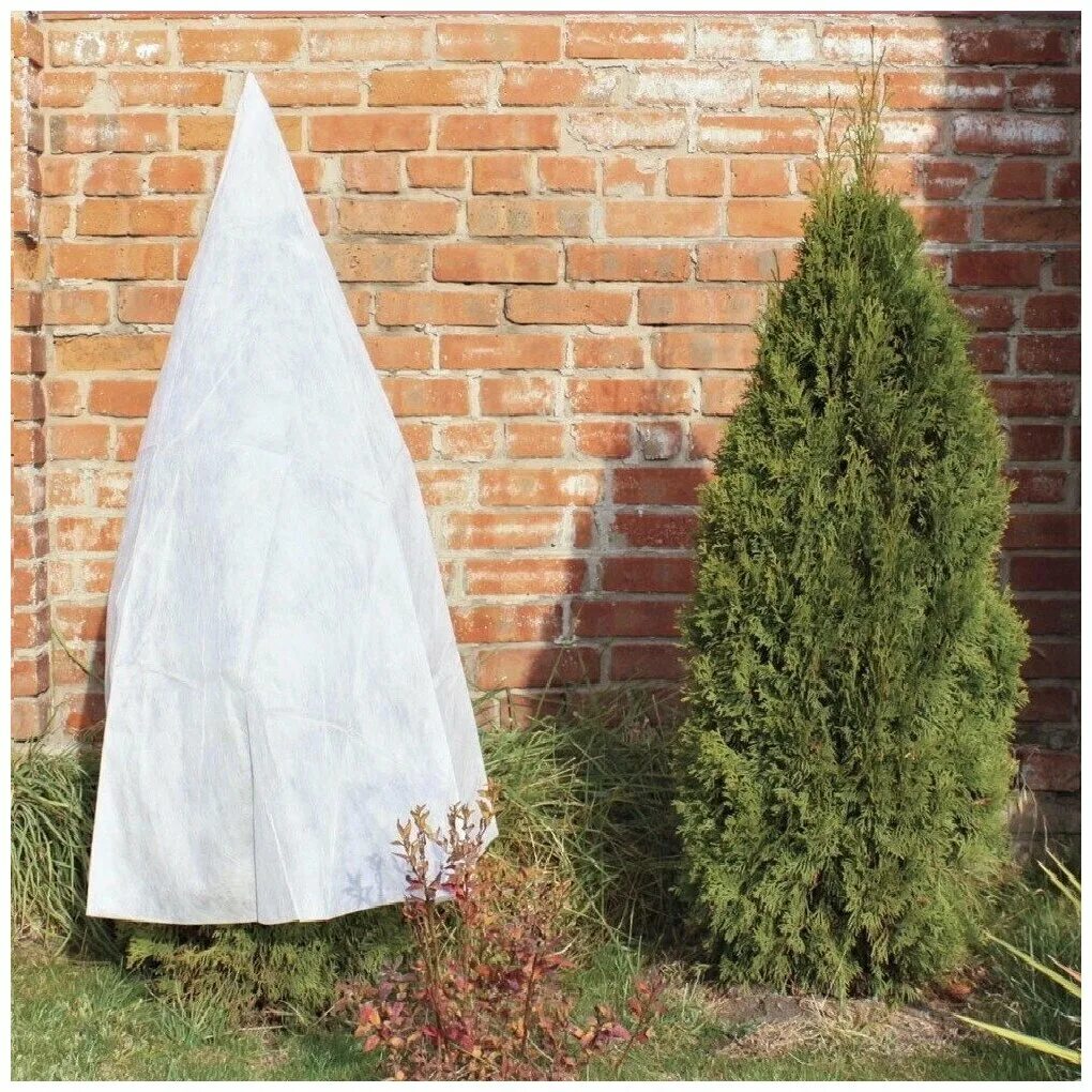 Материал для укрытия растений. Укрытие для туи (1,7х1,2 м. Как укрыть туи на зиму укрывным. Как укрыть туи на зиму укрывным. Укрытие роз агроволокном.