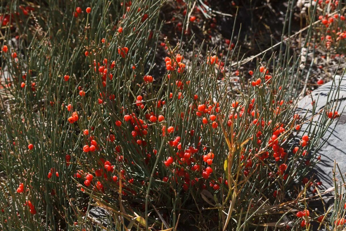 Эфедра хвойник двухколосковый. Эфедра эфедра. Эфедра хвойник двухколосковый. Эфедра растение. Хвойник двухколосковый ephedra distachya.