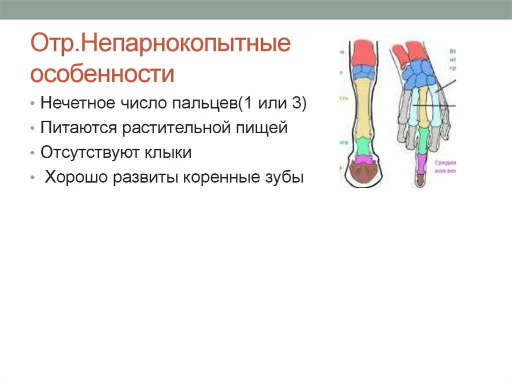 Отряд непарнокопытные особенности строения. Непарнокопытные особенности строения. непарнокопытные зубы. основные признаки непарнокопытные. отряд непарнокопытные общая характеристика.