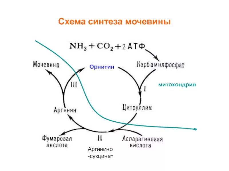 Схема орнитинового цикла синтеза мочевины. Синтез мочевины: схема реакций. Схема образования мочевины. Орнитиновый цикл синтеза мочевины в печени. Орнитиновый цикл реакции