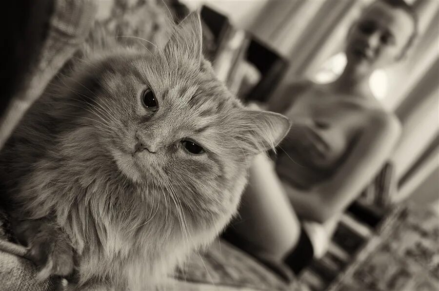 Мечтающий кот. Кот фотограф. известные фотографы коты. кошачьи мечты. кот в мечтах.