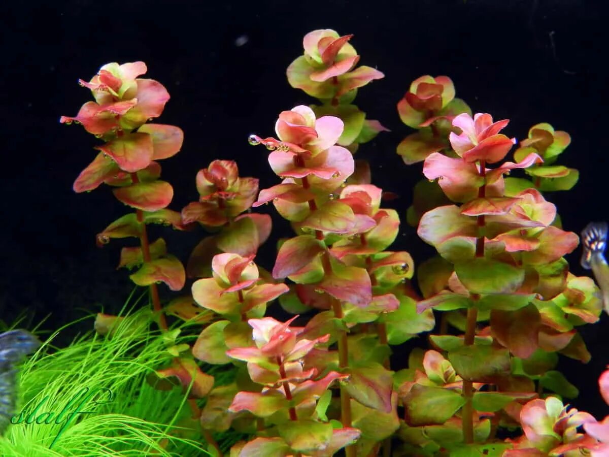 Ротала макрандра. Ротала крупнотычинковая (Rotala macrandra). Ротала макрандра мини. Ротала макрандра красная.