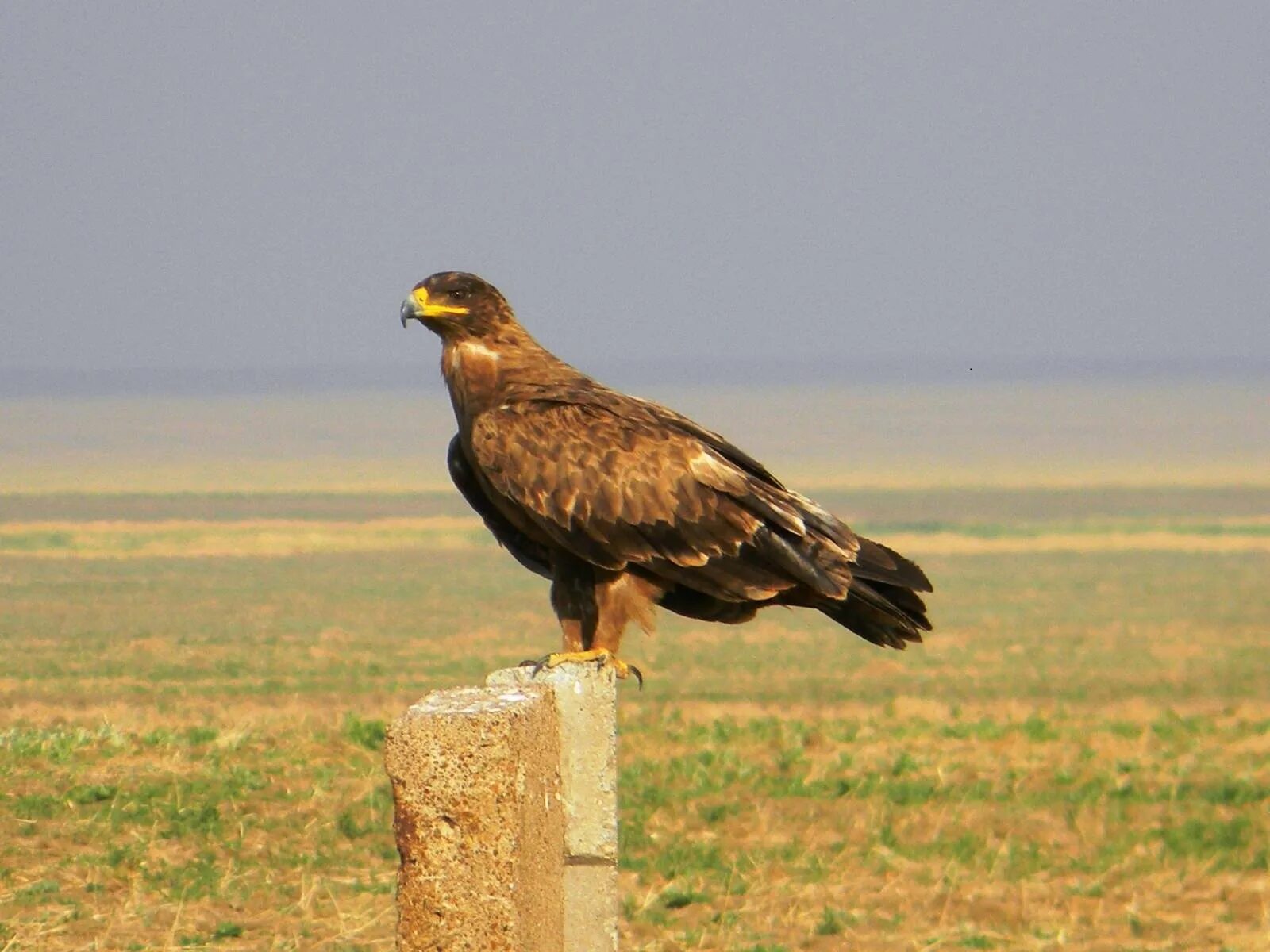 Степной орел ставрополья. Орел в степи. Степной орёл (aquila nipalensis. Степной орел птица. Степной орел крыма.