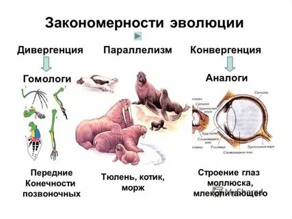 Общие закономерности эволюции биология