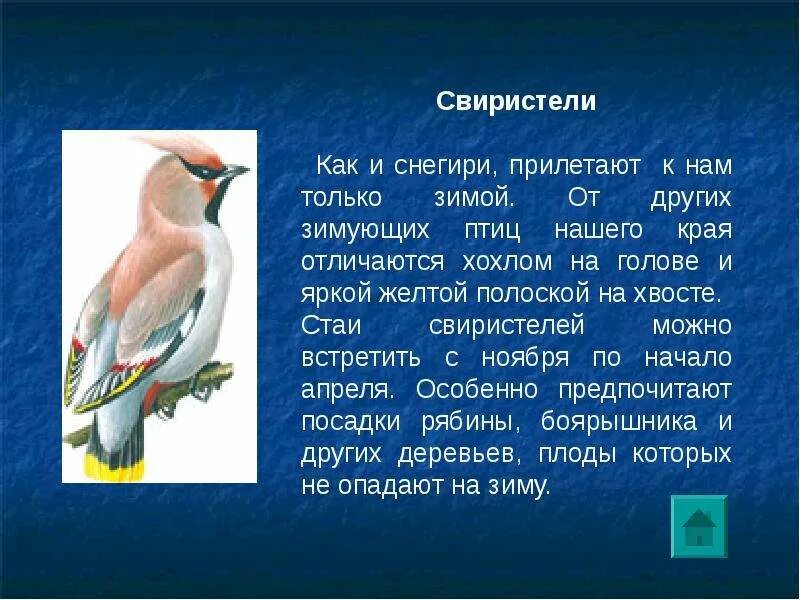 Свиристель загадка. Описание свиристели для детей. презентация свиристель. сообщение на тему птицы. доклад про птицу свиристель.
