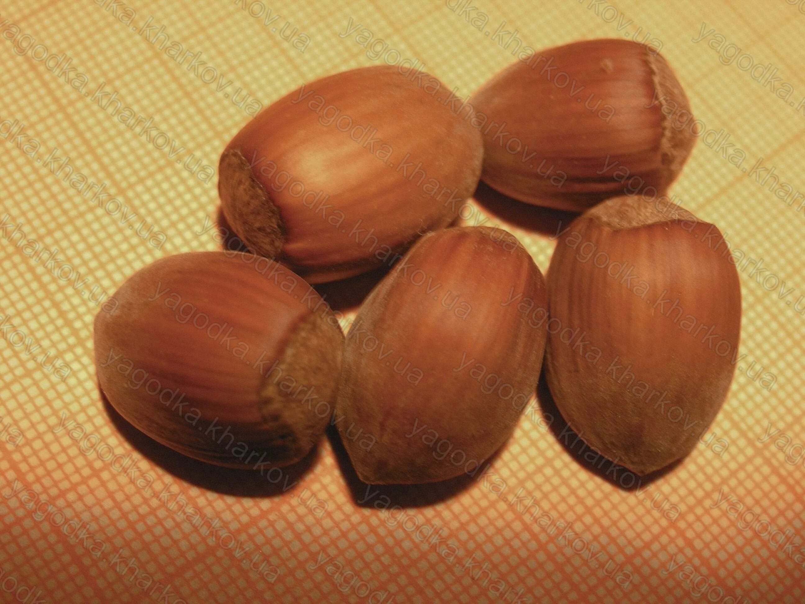 Сорт фундука трапезунд. Фундук карамановский. Сорт фундука екатерина. Сорт фундука "барселонский". Орех лещина и фундук разница.