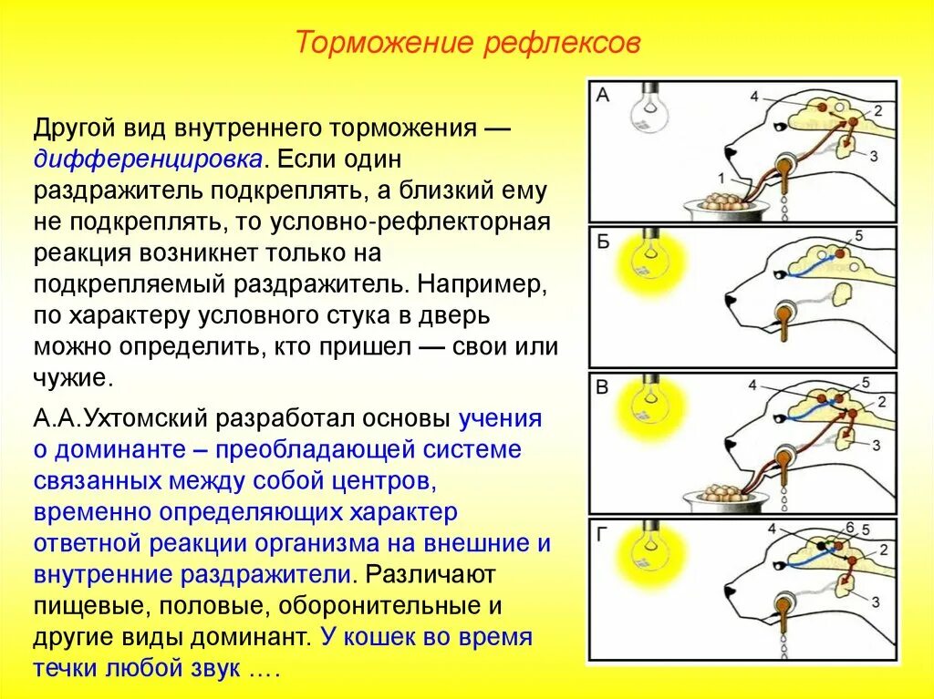 Практическая работа рефлексы. Типы высшей нервной деятельности. Высшая нервная деятельность рефлексы Ментальная карта. Высшая нервная деятельность картинки. Виды половых рефлексов ВНД.