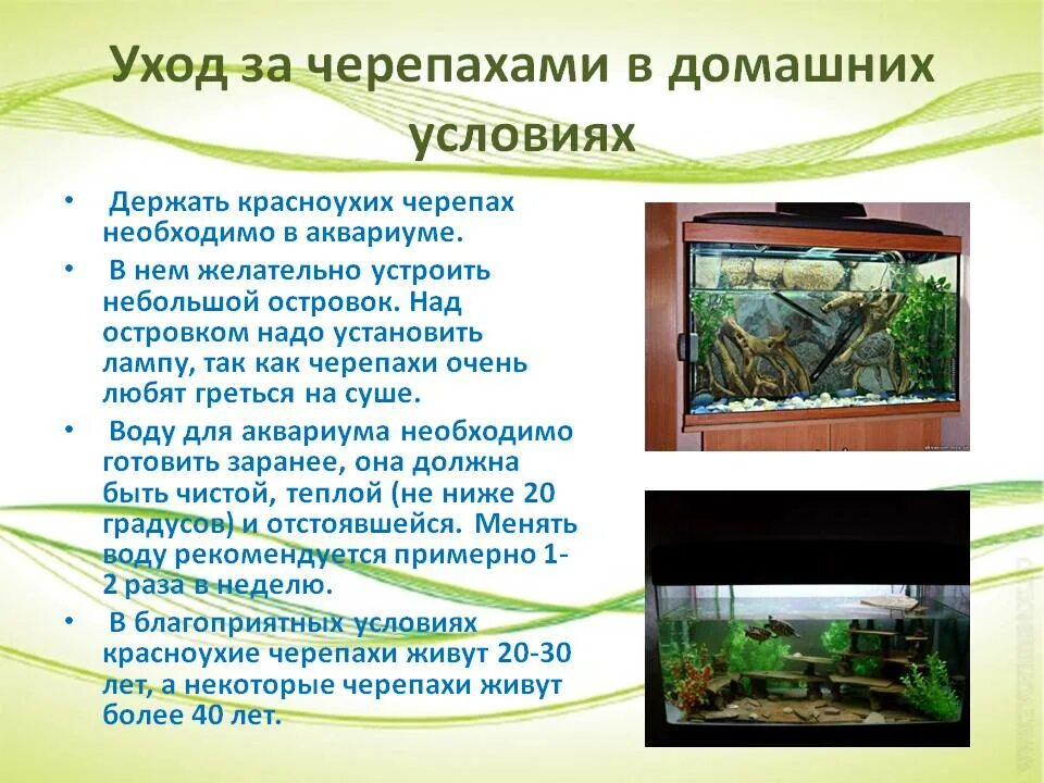 Условия содержания красноухой черепахи в домашних условиях. Уход за черепахой в домашних. Предметы для ухода за черепахами. Исследовательская работа про красноухих черепах