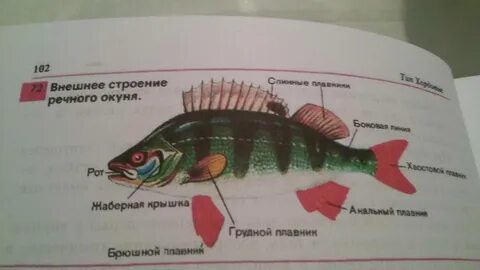 Какие плавники у окуня