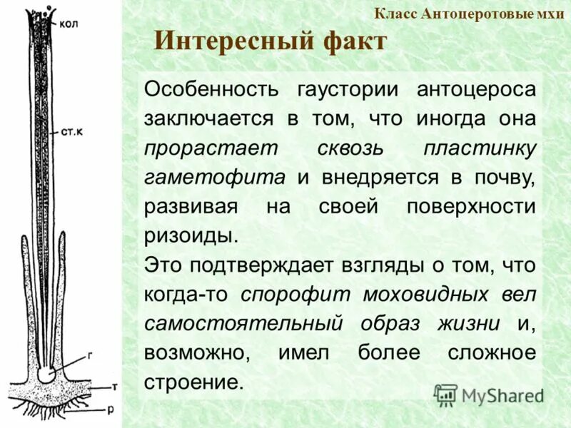 Моховидные корни