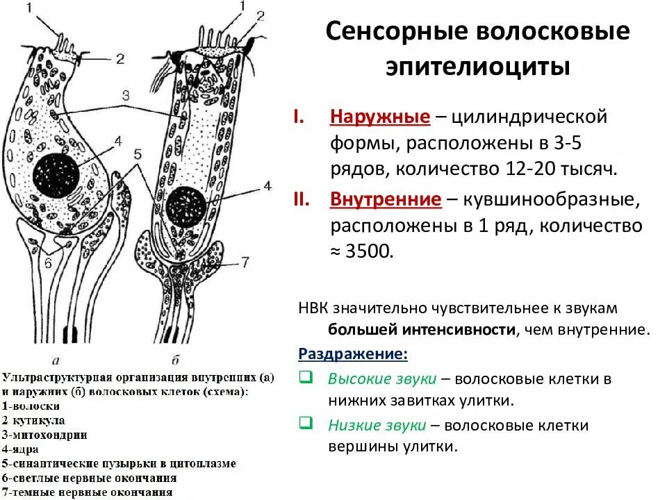 Сенсорная волосковая клетка спирального органа. Волосковые клетки строение. Стереоцилии и киноцилии строение. Волосковая сенсорная клетка. Физиология волосковых клеток спирального органа.