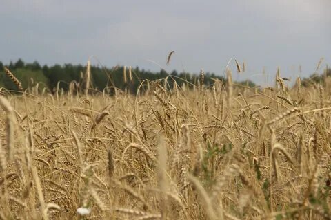 Фирма поле
