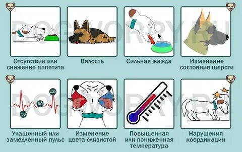 Что делать если собака скулит