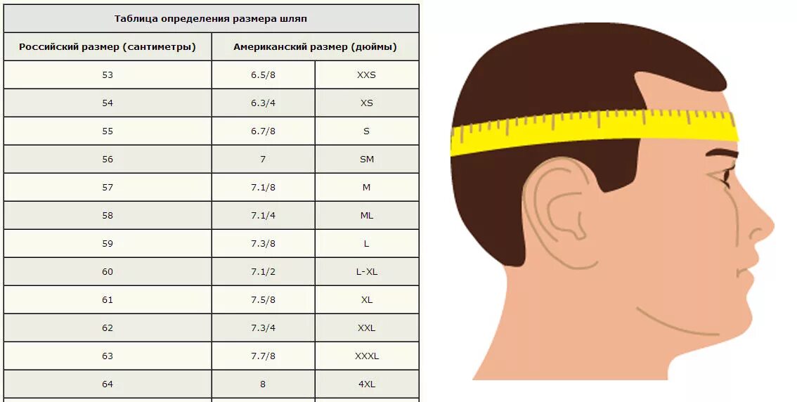Пропорции лица схема. Золотое сечение в пропорциях лица человека. Размер человеческой головы. Размеры черепа. Размер черепа человека.