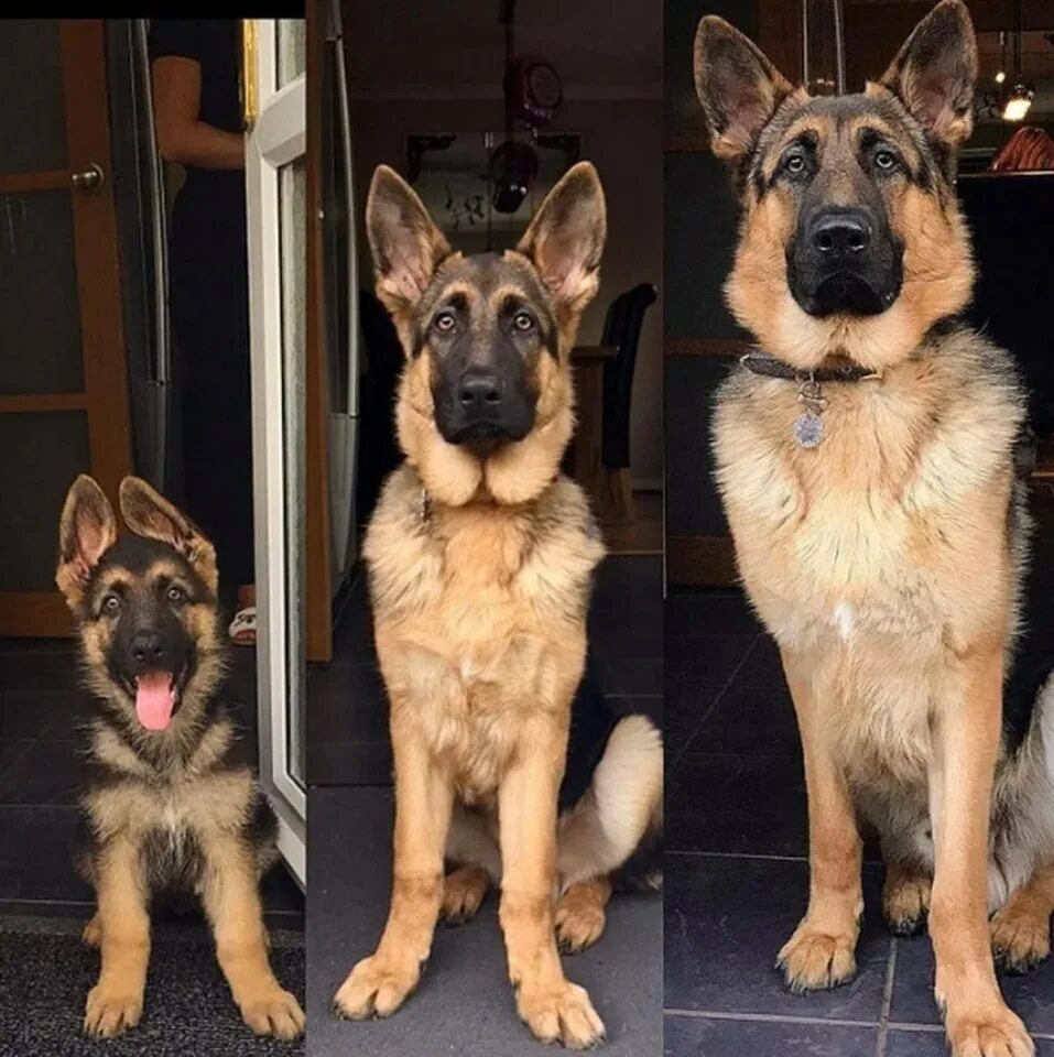 Взросление собак. Взросление собаки. Немецкая овчарка по ме. Взросление щенка. Щенки немецкой овчарки до и после.