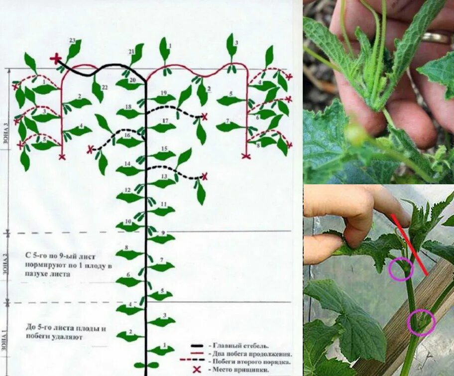 Как прищипывать огурцы в теплице. Схема пасынкования огурцов. Пасынковать огурцы в теплице пошагово. Прищипывать огурцы схема.