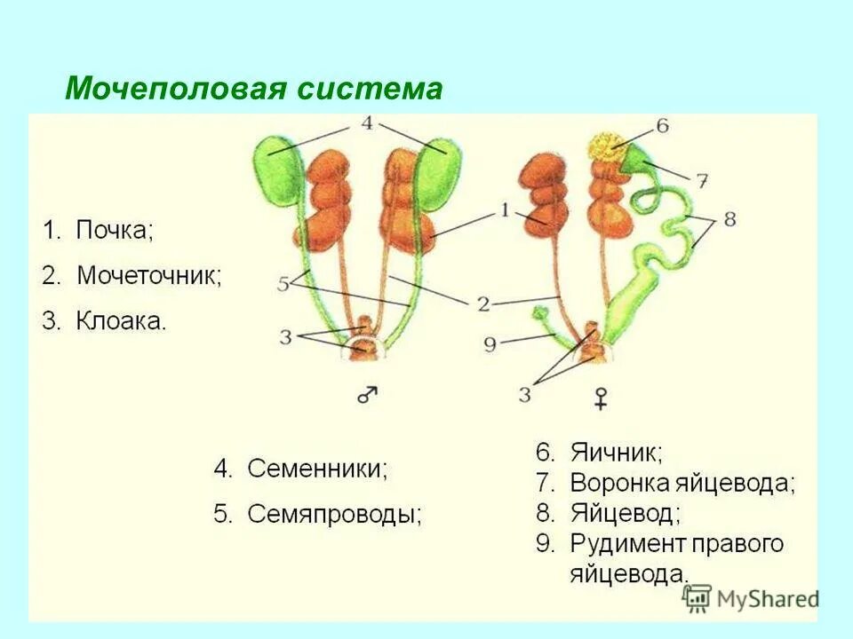 Строение мочеполовой системы схема. Схема мочевыделительной системы у мужчин. Мужская Мочеполовая система схема.