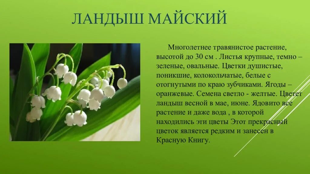 Рассказ о ландыше. Сообщение о ландыше. Сообщение о растении 1 класс. Сообщение о растении 1 класс. Описание растения.
