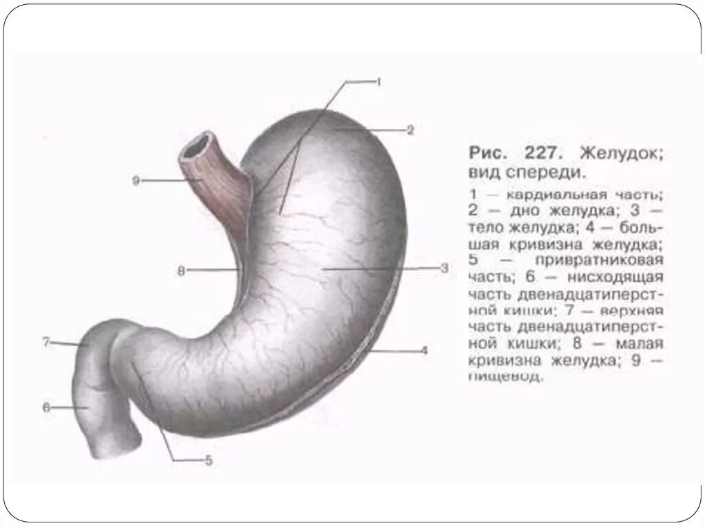 Строение желудка вид спереди. Схематическое строение желудка. Внешнее строение желудка анатомия. Желудок человека строение рисунок анатомия. Внутреннее строение желудка