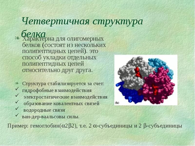 Четвертичная структура белка характерна для. Четвертичная структура белков. Четвертичная структура гемоглобина. Функции четвертичной структуры белка.