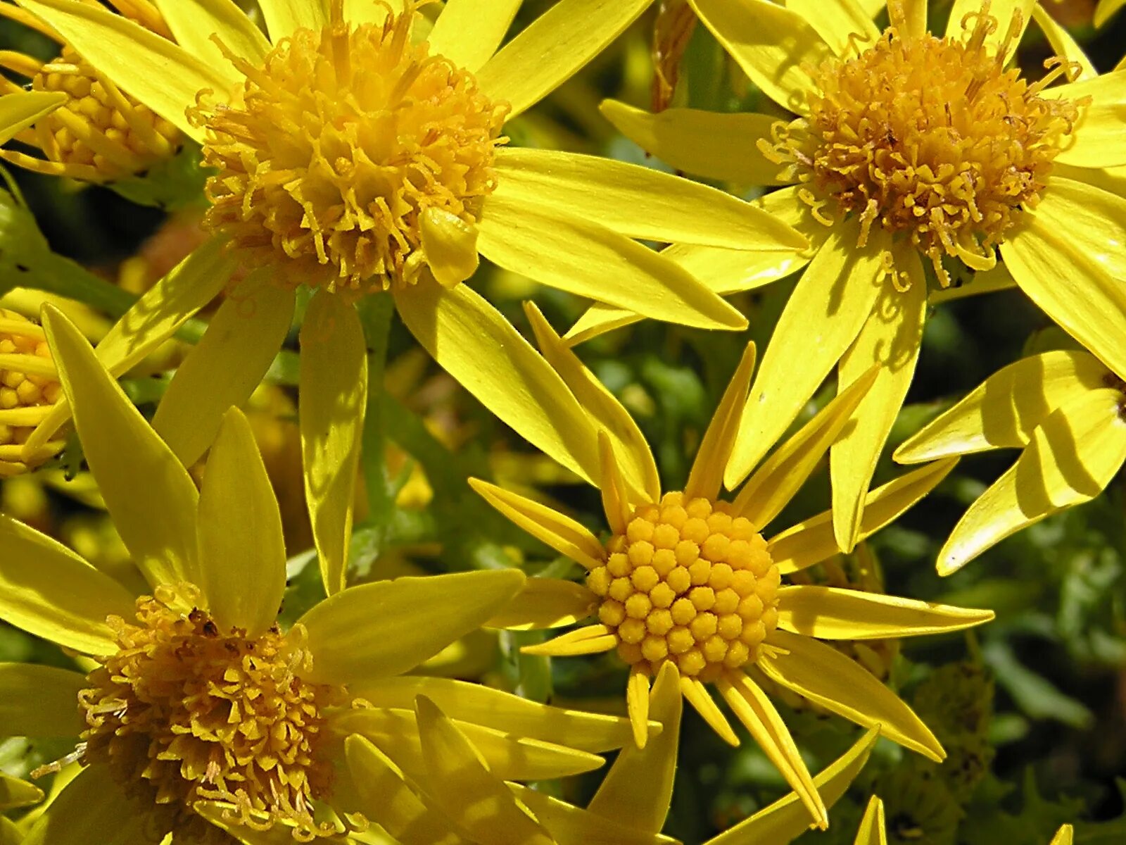 Крестовник Якова Senecio jacobaea. Якобея обыкновенная, крестовник. Крестовник Якова листья. Крестовник Луговой.